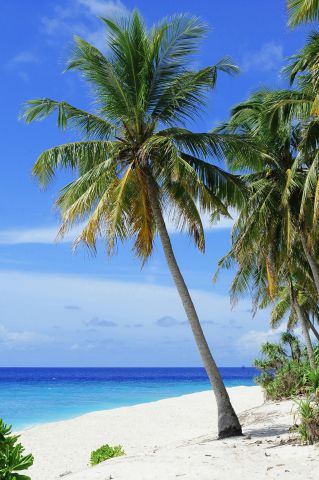 Stunning tropical beach with palm trees on Fuvahmulah Island, Maldives, showcasing white sands and blue ocean.